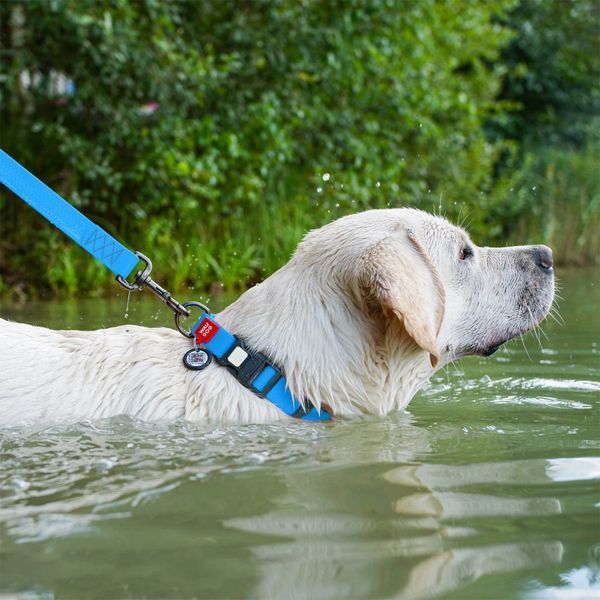 Ошейник для собак WAUDOG Waterproof водостойкий пластиковая пряжка голубой 25112 фото